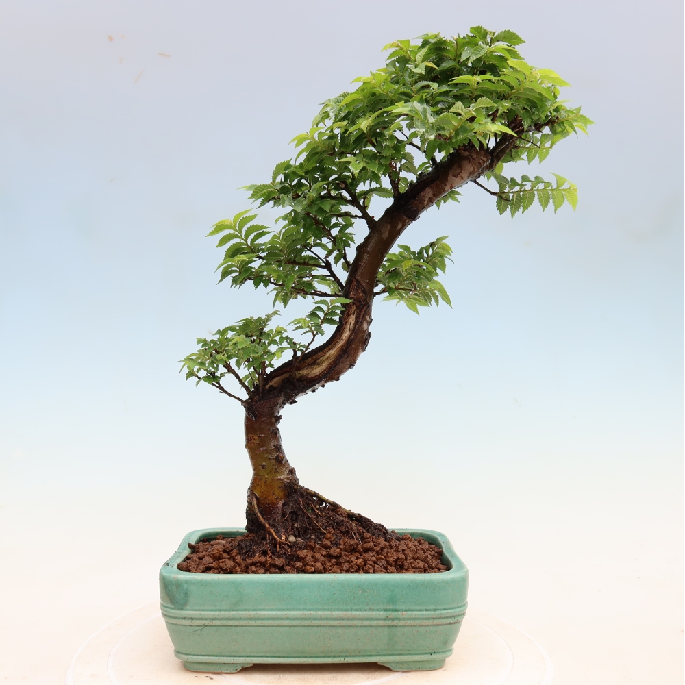 Kültéri bonsai – Ulmus Jacqueline Hillier – Gyönyörű szil