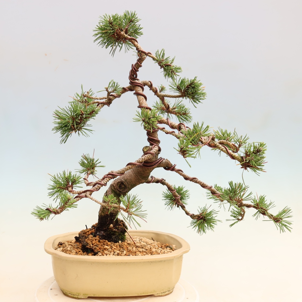 Kültéri bonsai – Pinus mugo Humpy – Törpefenyő