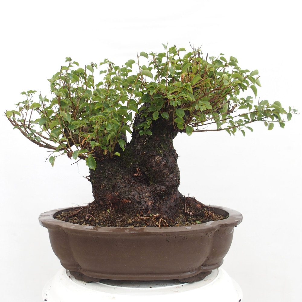 Kültéri bonsai - Mahalebka - Prunus mahaleb - Prunus mahaleb