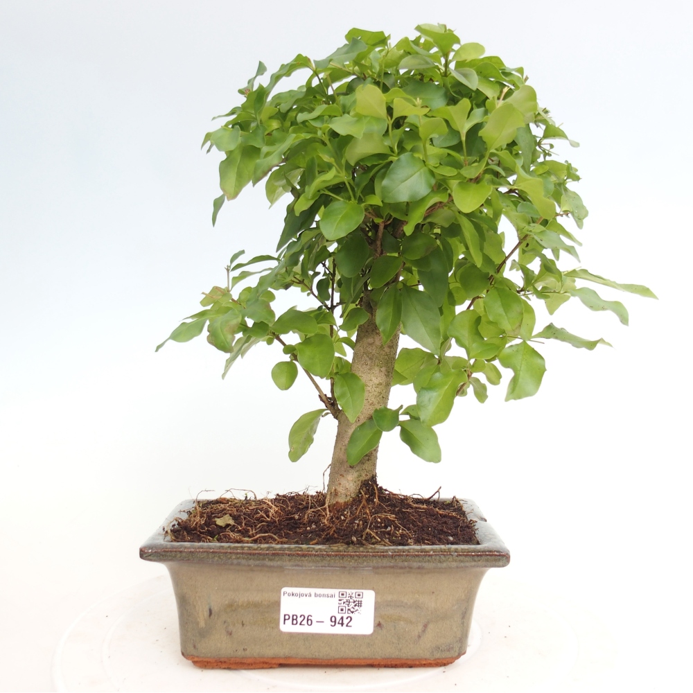Szobai bonsai -Ligustrum chinensis - Madárcsőr
