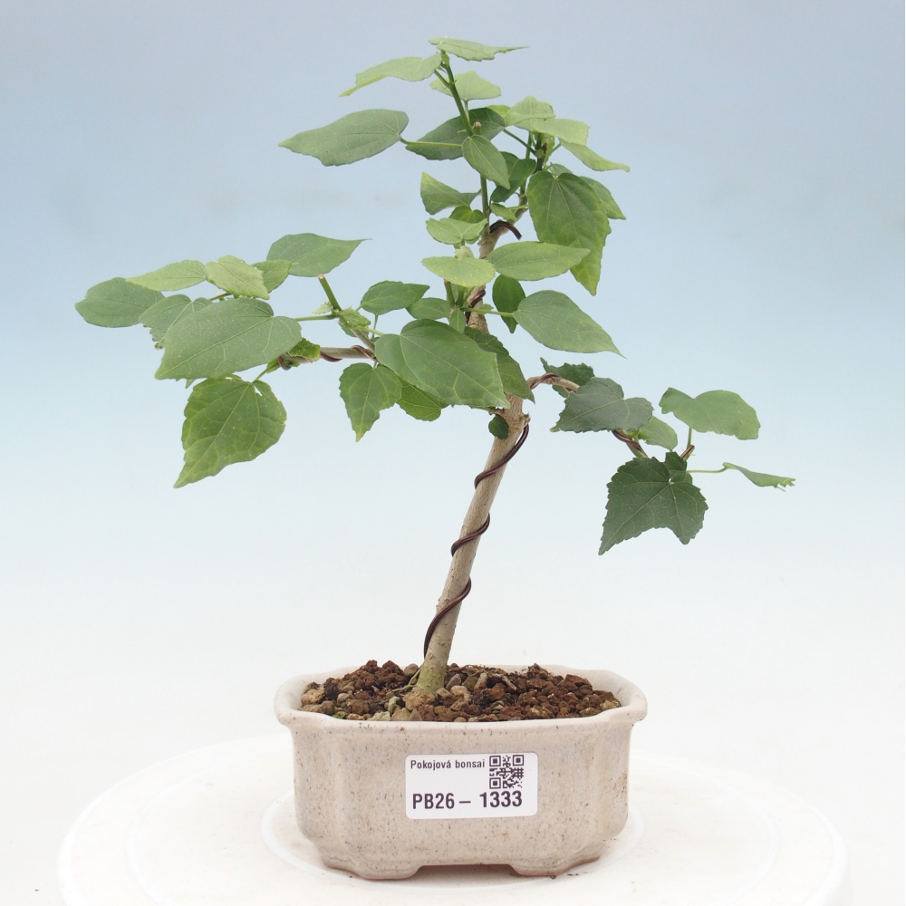 Beltéri bonsai - Malvaviscus arboreus