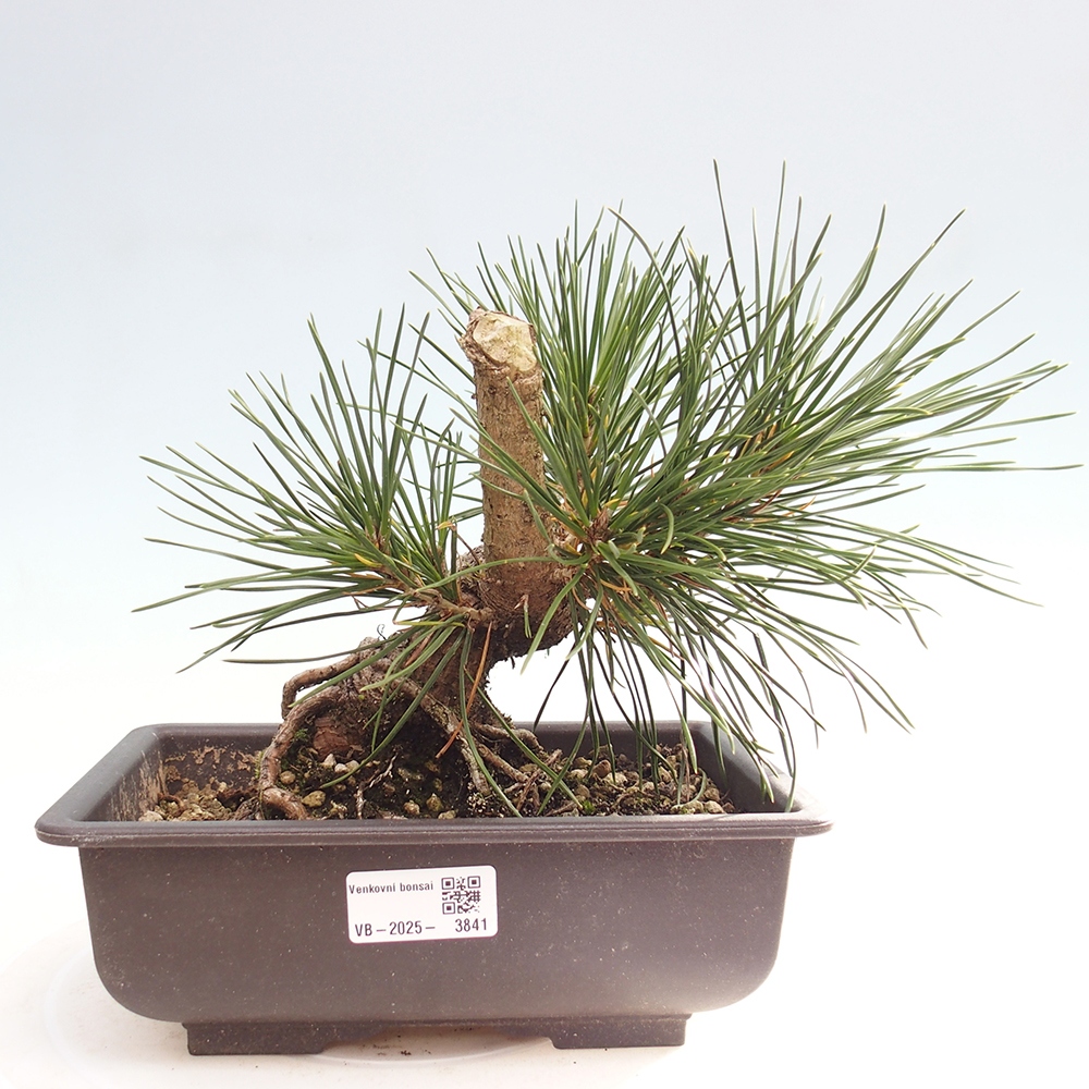 Kültéri bonsai - Pinus thunbergii - Thunberg fenyő