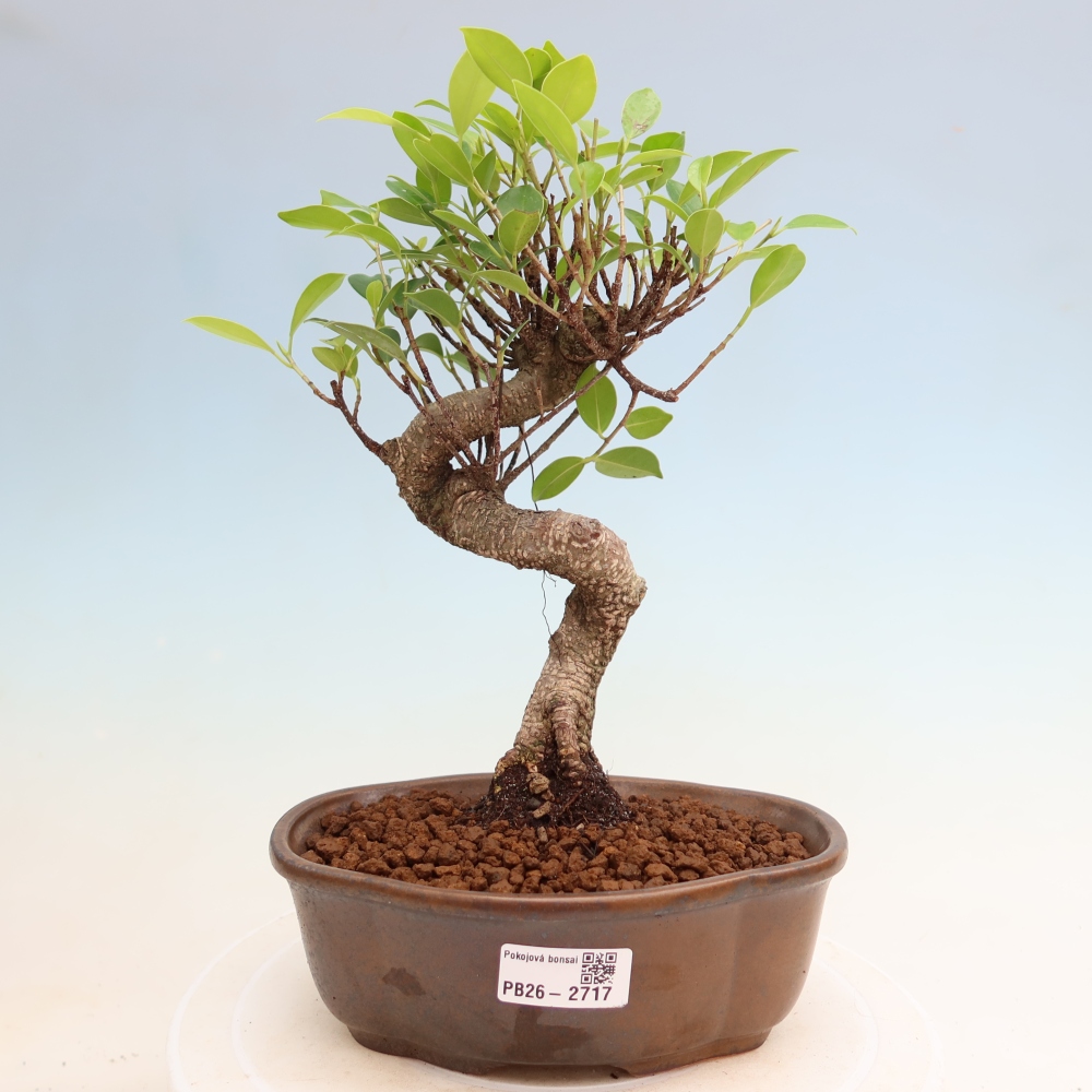 Szobai bonsai - Ficus kimmen - kislevelű fikusz