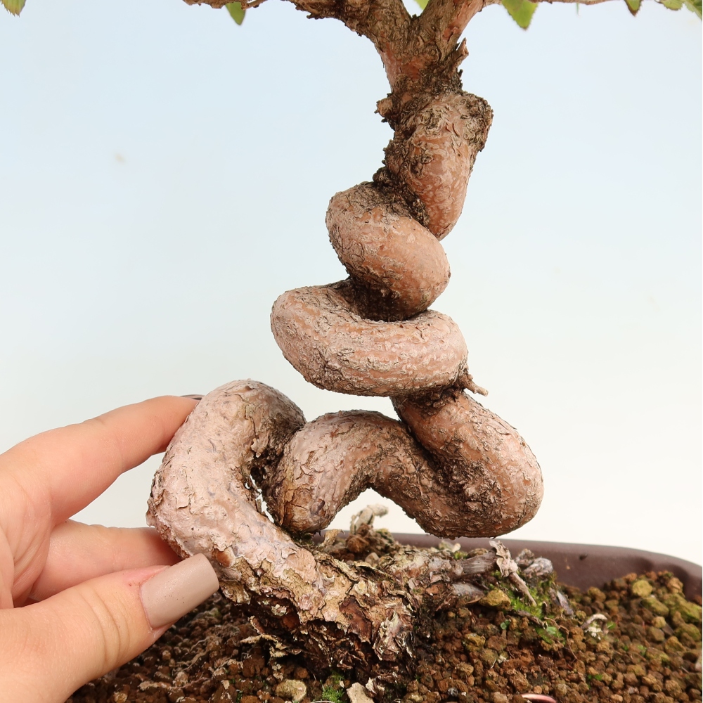 Kültéri bonsai -Carpinus CARPINOIDES - Koreai gyertyánfa