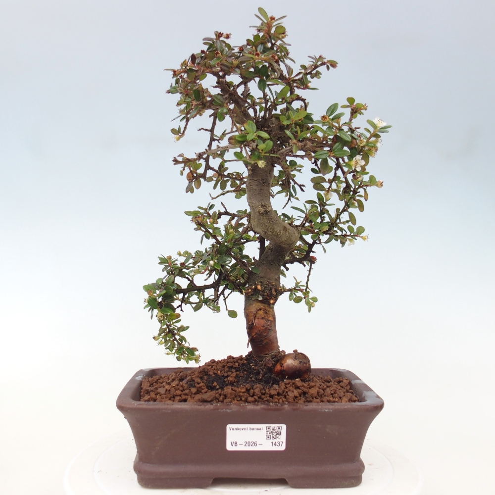 Kültéri bonsai-Cotoneaster dammeri - Damer's Rock