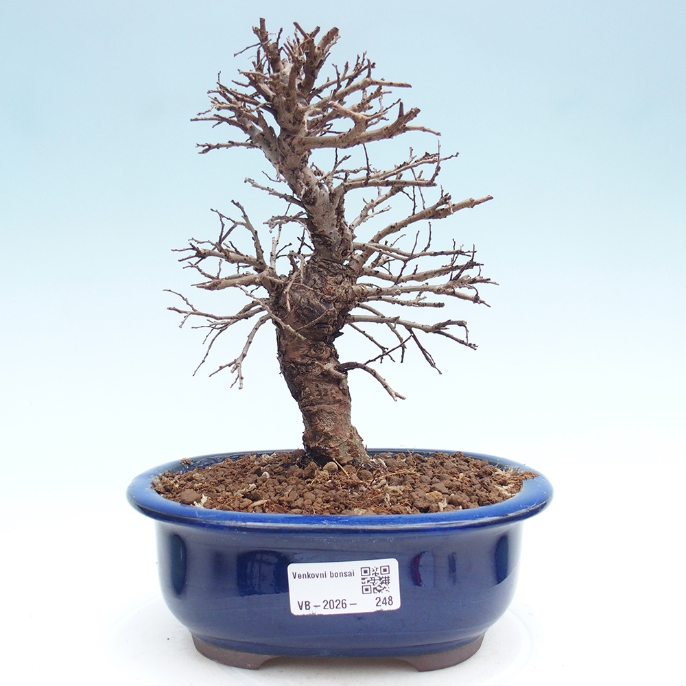 Kültéri bonsai - Zelkova - Zelkova NIRE