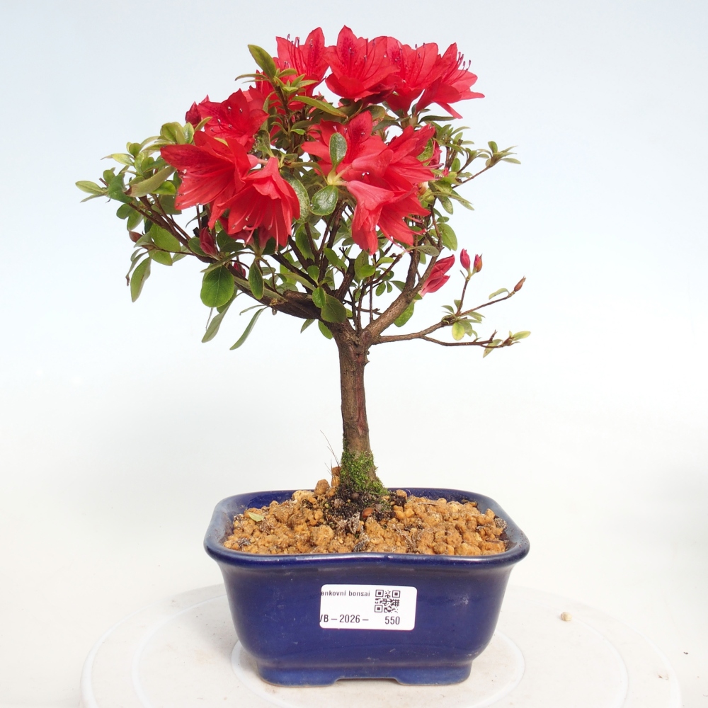 Kültéri bonsai - japán azálea - Azalea sp.