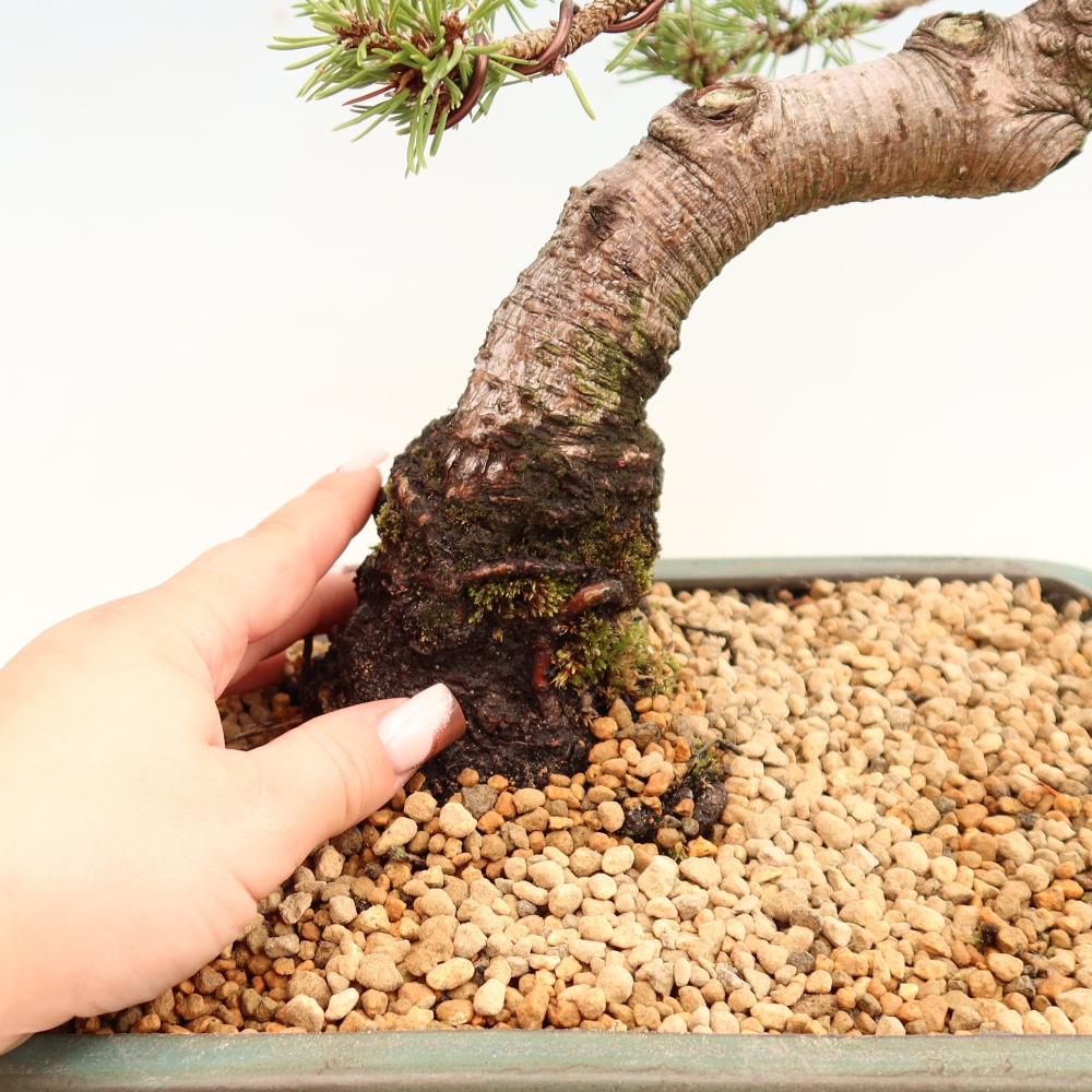 Kültéri bonsai – Pinus mugo Humpy – Törpefenyő
