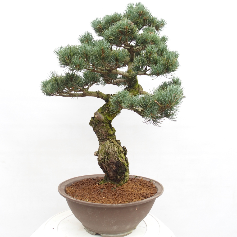 Kültéri bonsai - Pinus parviflora - Pinus parviflora