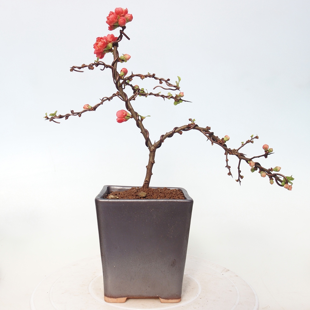 Kültéri bonsai - Chaneomeles s. Red Joy - birs