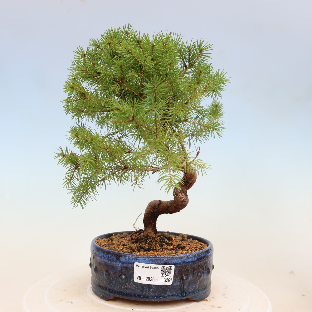 Kültéri bonsai - lucfenyő - Picea glauca globe