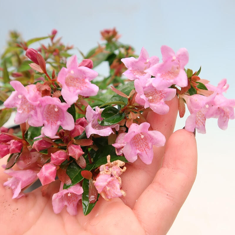 Kültéri bonsai - Abelia Grandiflora - Abelia grandiflora