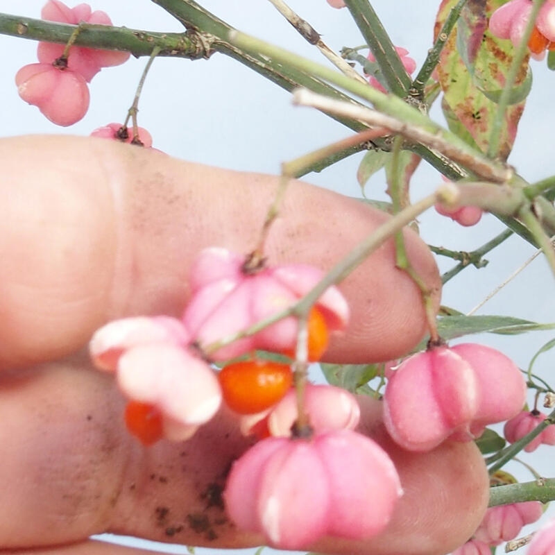 Kültéri bonsai - európai szil - euonimus