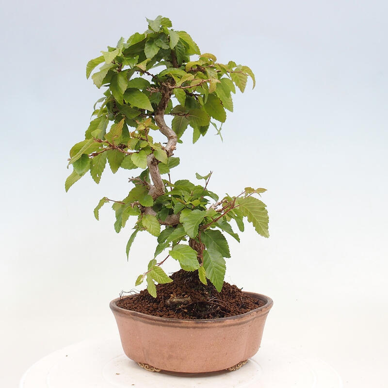Kültéri bonsai -Carpinus CARPINOIDES - Koreai gyertyánfa