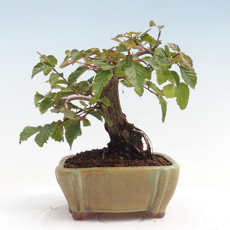Kültéri bonsai -Carpinus CARPINOIDES - Koreai gyertyánfa