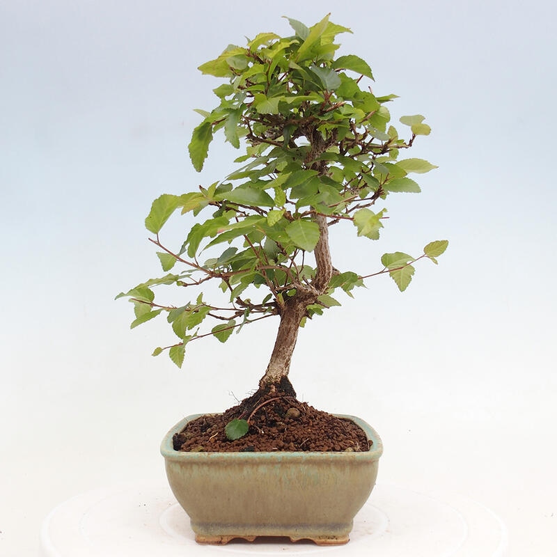 Kültéri bonsai -Carpinus CARPINOIDES - Koreai gyertyánfa