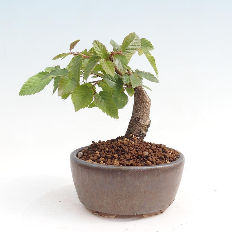 Kültéri bonsai -Carpinus CARPINOIDES - Koreai gyertyánfa