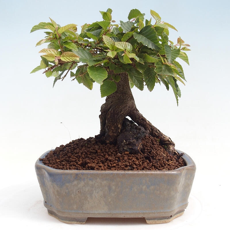 Kültéri bonsai -Carpinus CARPINOIDES - Koreai gyertyánfa