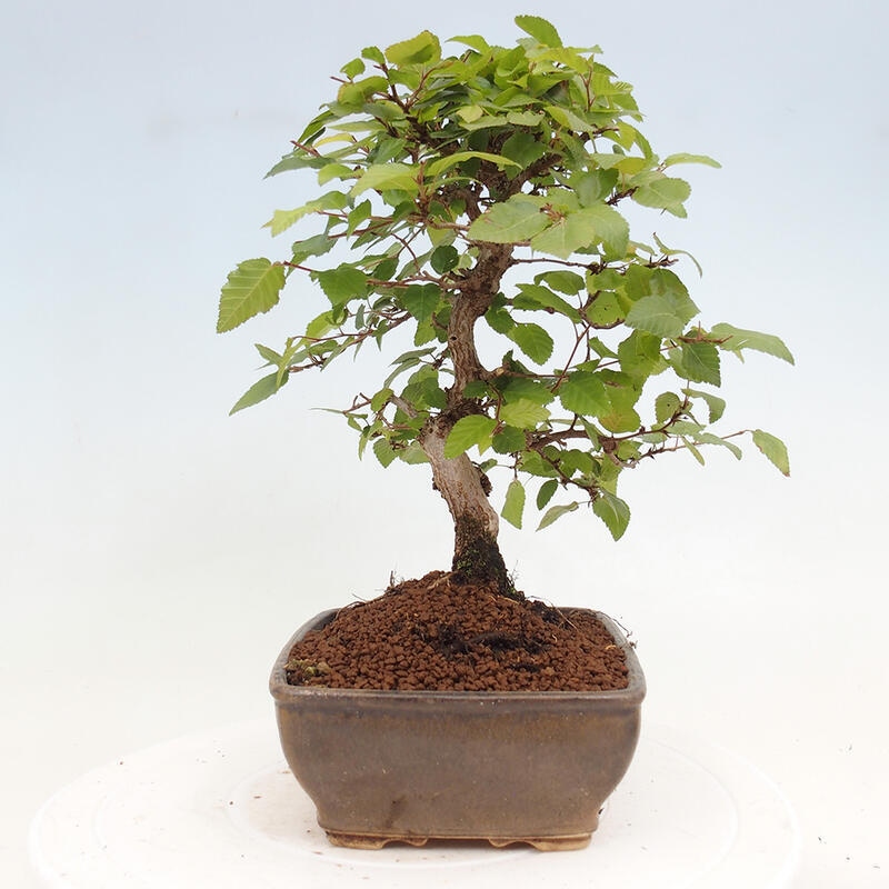 Kültéri bonsai -Carpinus CARPINOIDES - Koreai gyertyánfa