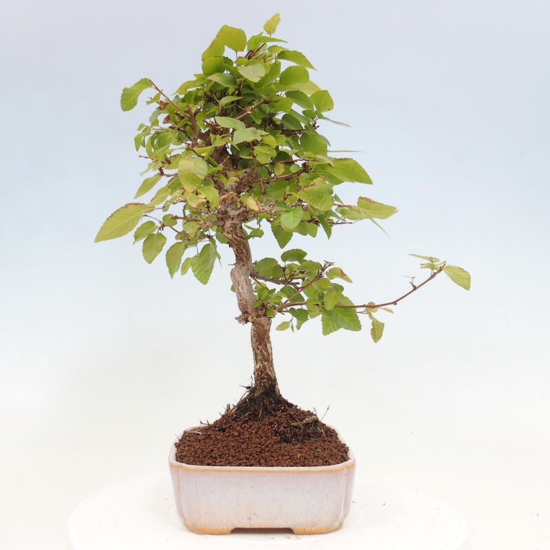 Kültéri bonsai -Carpinus CARPINOIDES - Koreai gyertyánfa