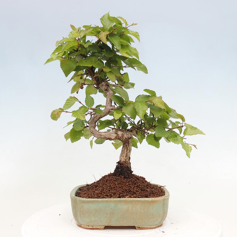 Kültéri bonsai -Carpinus CARPINOIDES - Koreai gyertyánfa