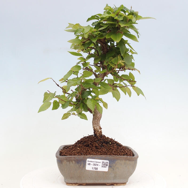 Kültéri bonsai -Carpinus CARPINOIDES - Koreai gyertyánfa