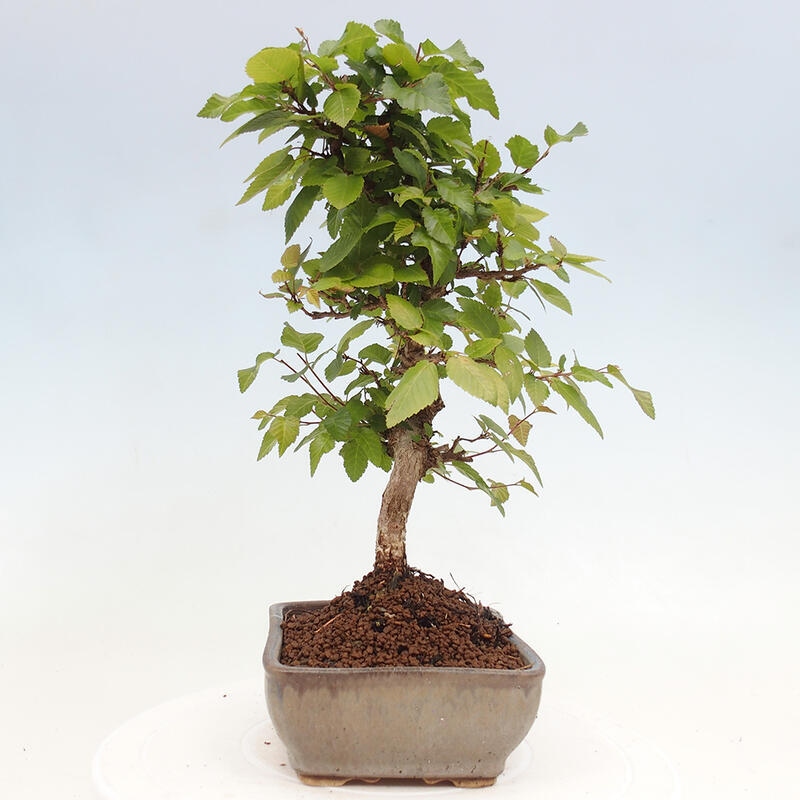 Kültéri bonsai -Carpinus CARPINOIDES - Koreai gyertyánfa