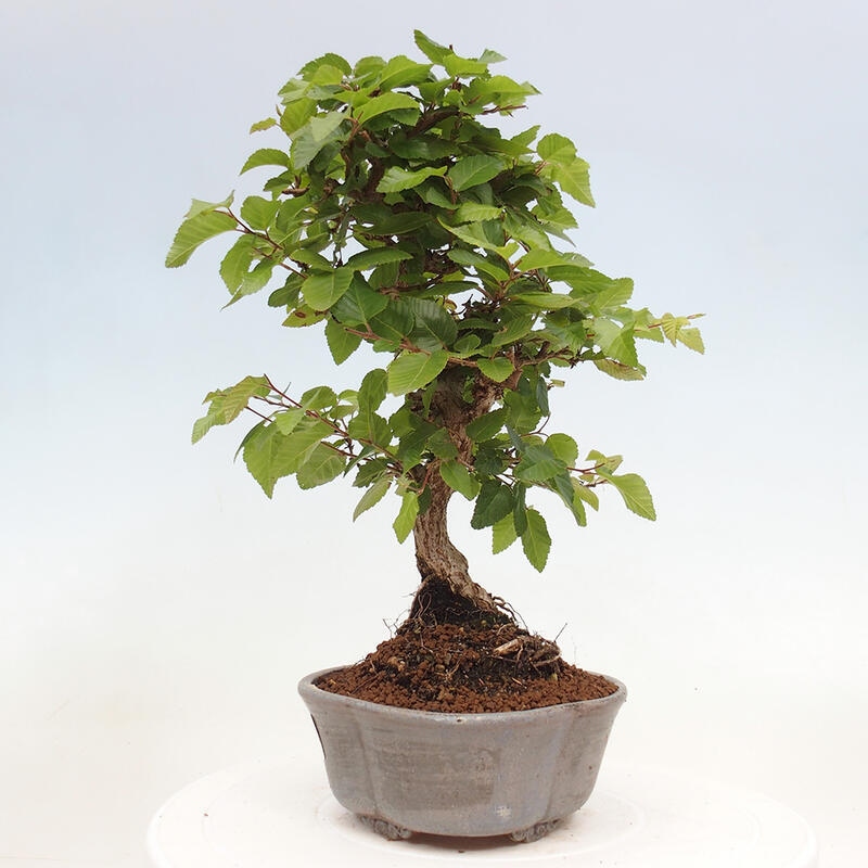 Kültéri bonsai -Carpinus CARPINOIDES - Koreai gyertyánfa