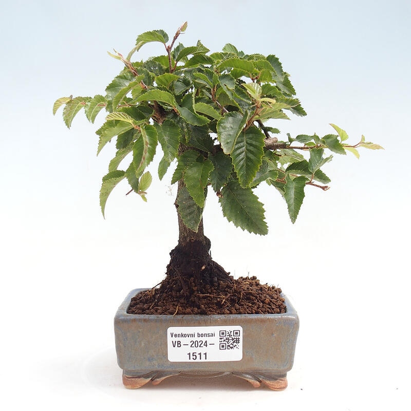 Kültéri bonsai -Carpinus CARPINOIDES - Koreai gyertyánfa