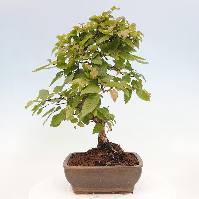 Kültéri bonsai -Carpinus CARPINOIDES - Koreai gyertyánfa