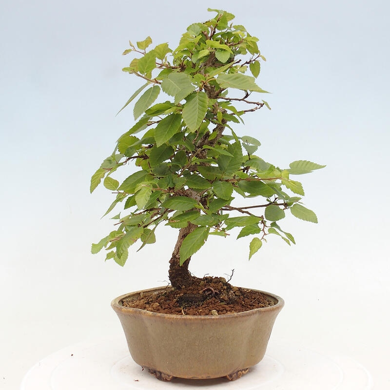 Kültéri bonsai -Carpinus CARPINOIDES - Koreai gyertyánfa