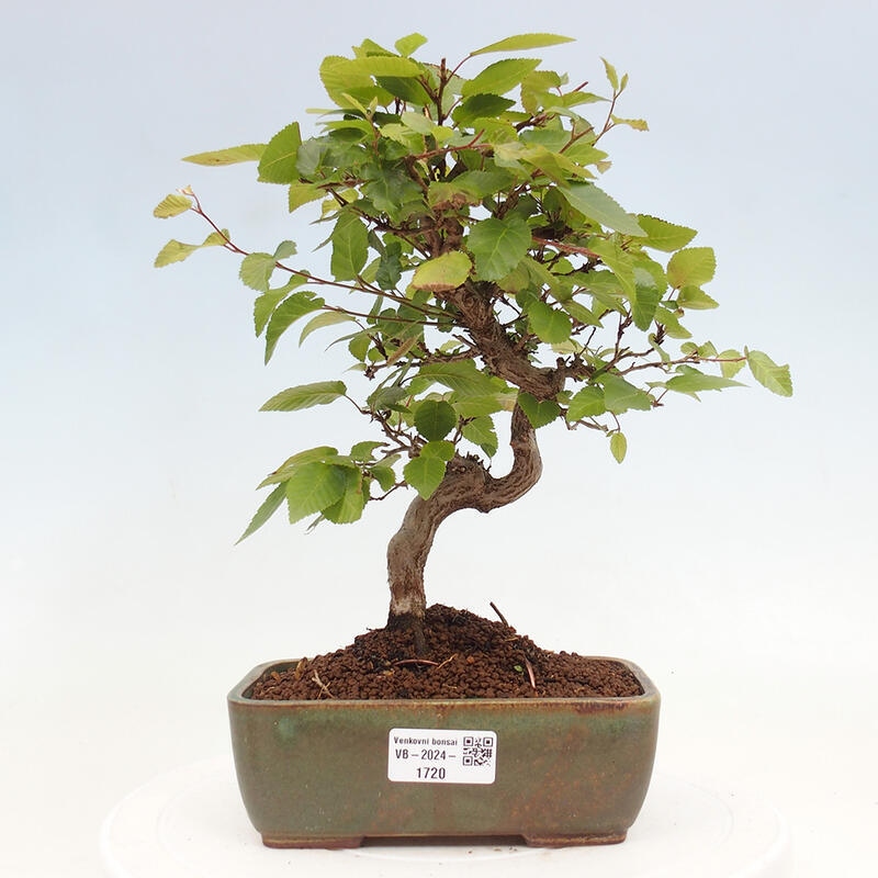 Kültéri bonsai -Carpinus CARPINOIDES - Koreai gyertyánfa