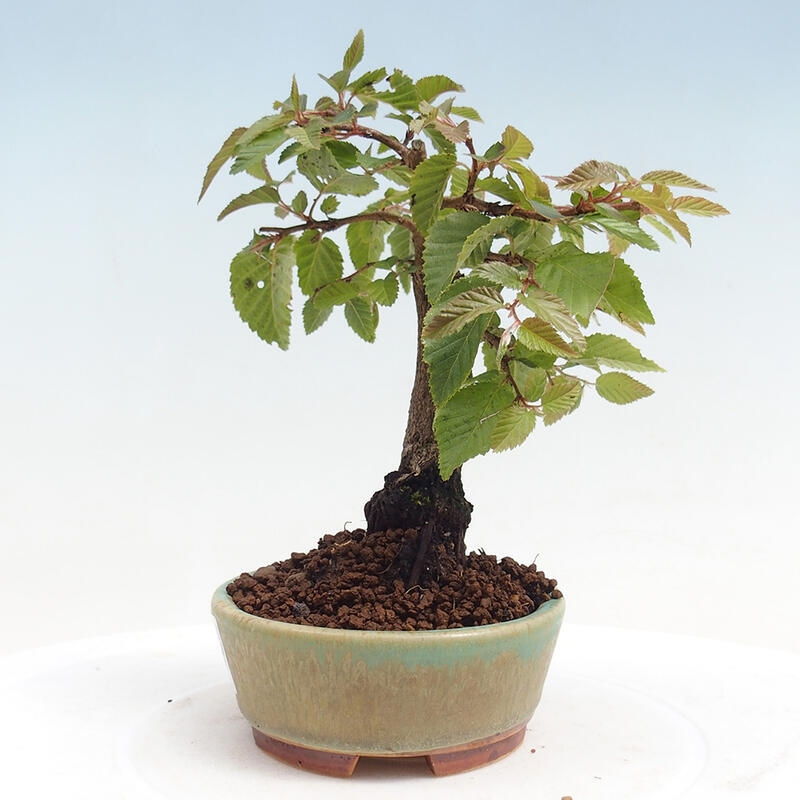 Kültéri bonsai -Carpinus CARPINOIDES - Koreai gyertyánfa