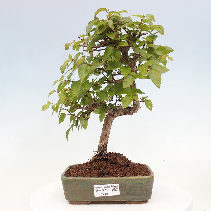 Kültéri bonsai -Carpinus CARPINOIDES - Koreai gyertyánfa