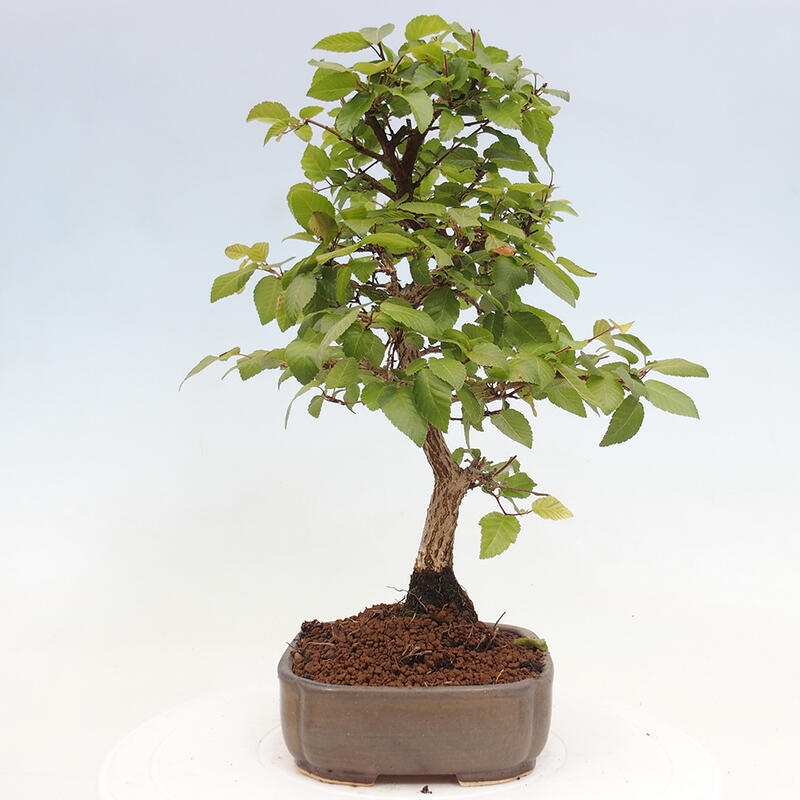Kültéri bonsai -Carpinus CARPINOIDES - Koreai gyertyánfa