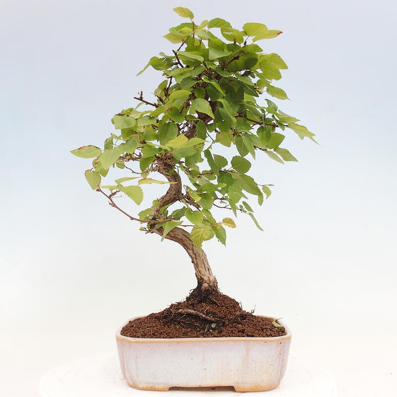 Kültéri bonsai -Carpinus CARPINOIDES - Koreai gyertyánfa