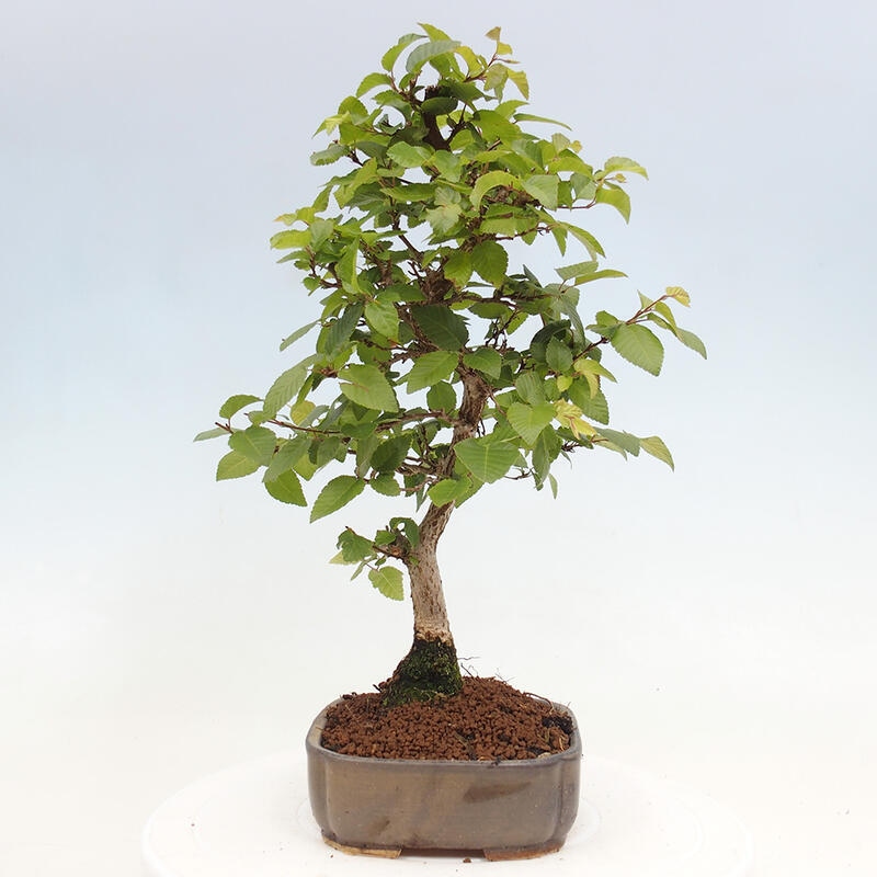 Kültéri bonsai -Carpinus CARPINOIDES - Koreai gyertyánfa