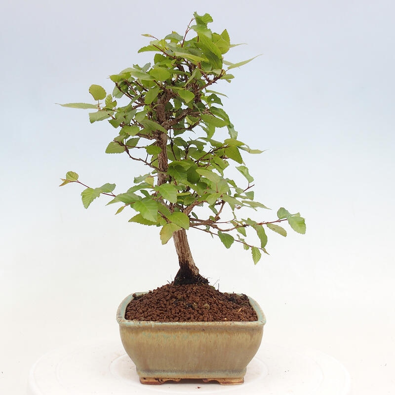 Kültéri bonsai -Carpinus CARPINOIDES - Koreai gyertyánfa