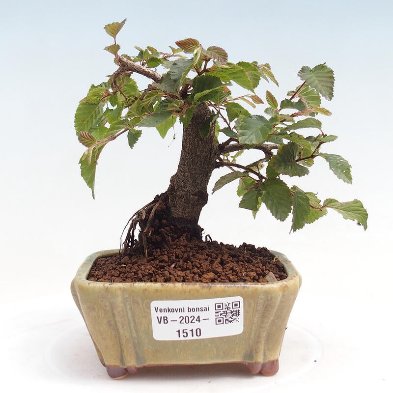 Kültéri bonsai -Carpinus CARPINOIDES - Koreai gyertyánfa