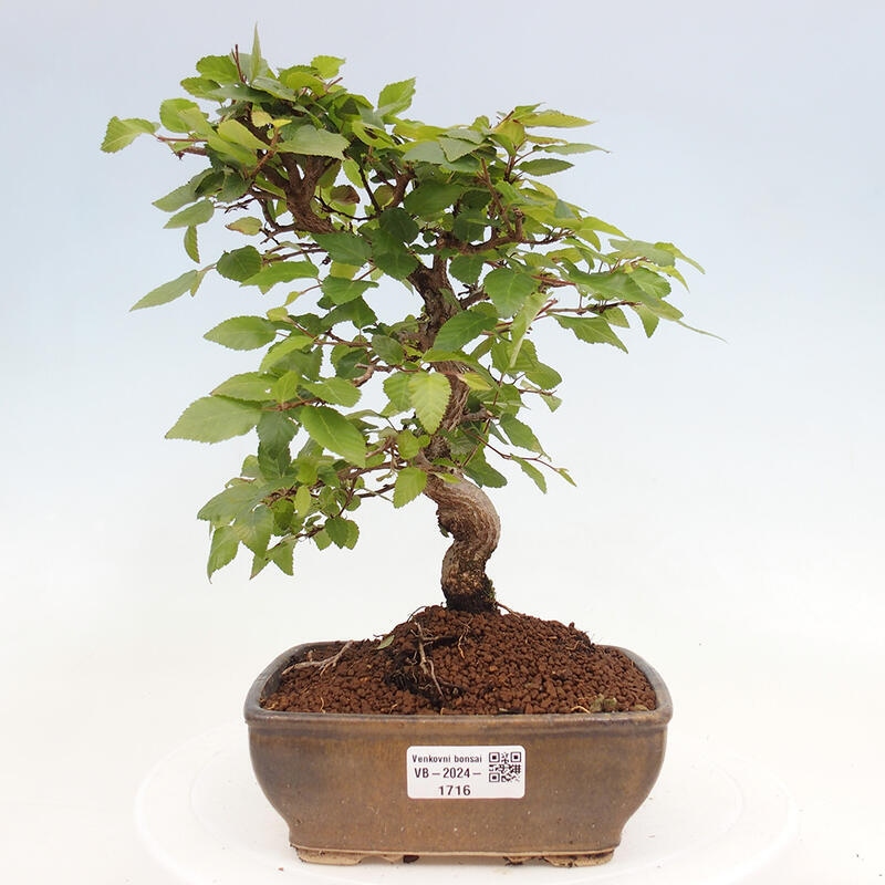 Kültéri bonsai -Carpinus CARPINOIDES - Koreai gyertyánfa