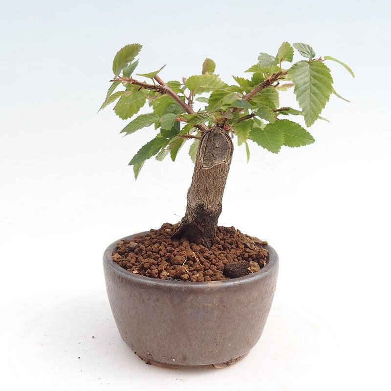 Kültéri bonsai -Carpinus CARPINOIDES - Koreai gyertyánfa