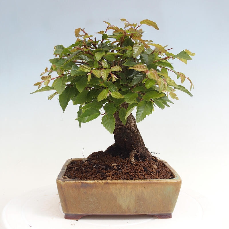 Kültéri bonsai -Carpinus CARPINOIDES - Koreai gyertyánfa