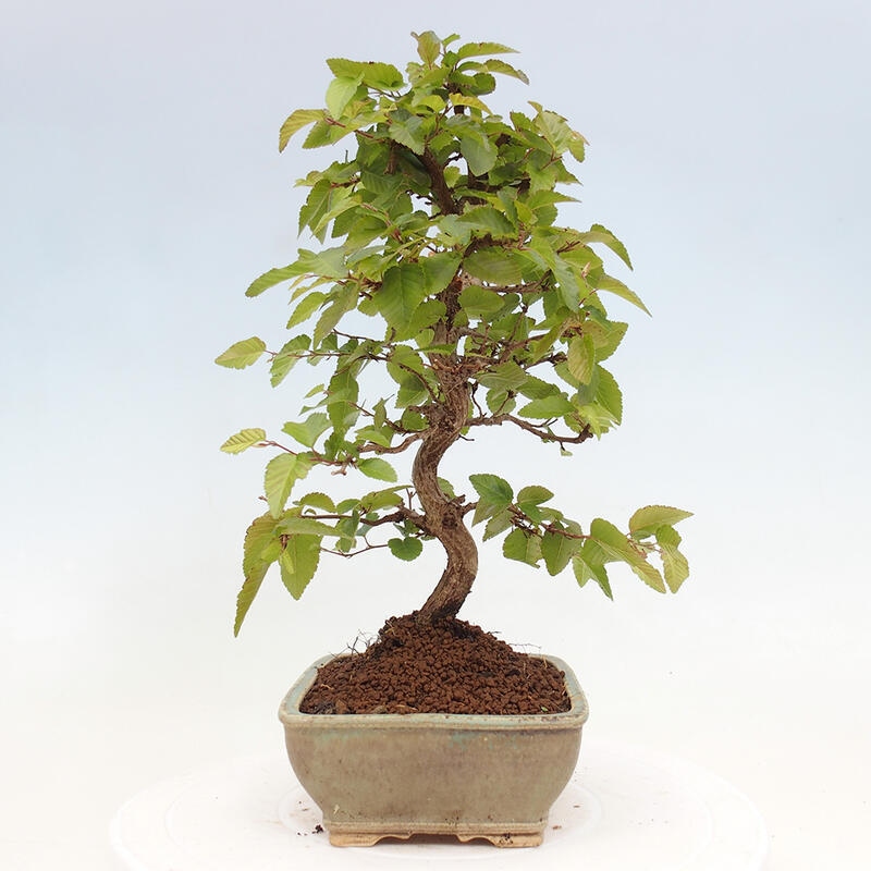 Kültéri bonsai -Carpinus CARPINOIDES - Koreai gyertyánfa