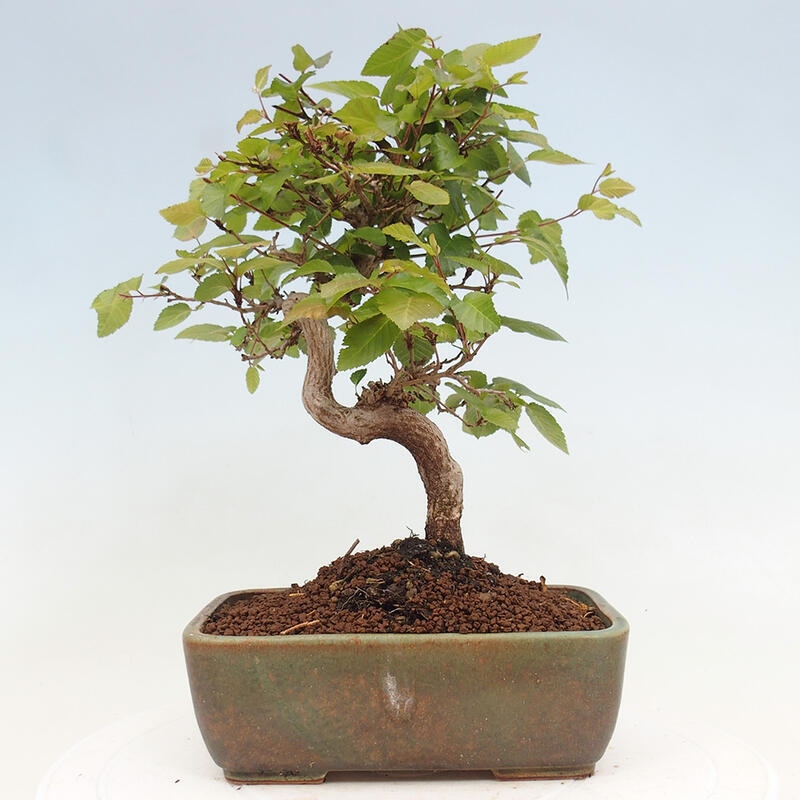 Kültéri bonsai -Carpinus CARPINOIDES - Koreai gyertyánfa