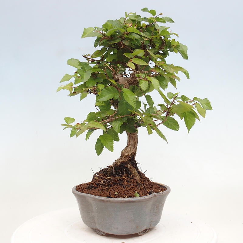 Kültéri bonsai -Carpinus CARPINOIDES - Koreai gyertyánfa