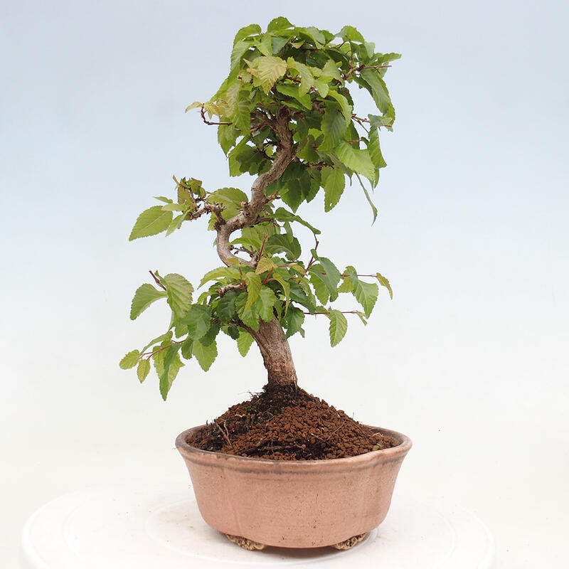 Kültéri bonsai -Carpinus CARPINOIDES - Koreai gyertyánfa