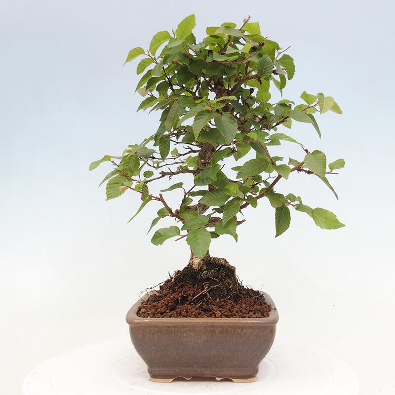 Kültéri bonsai -Carpinus CARPINOIDES - Koreai gyertyánfa