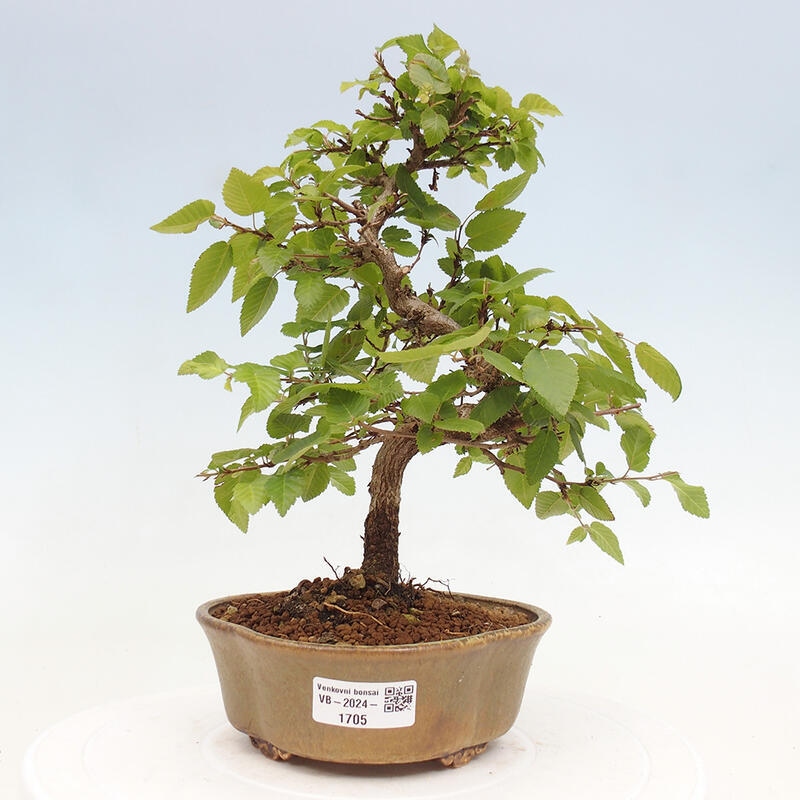 Kültéri bonsai -Carpinus CARPINOIDES - Koreai gyertyánfa