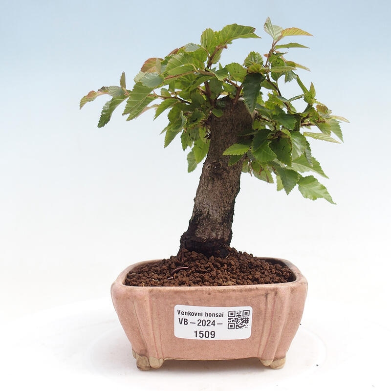 Kültéri bonsai -Carpinus CARPINOIDES - Koreai gyertyánfa