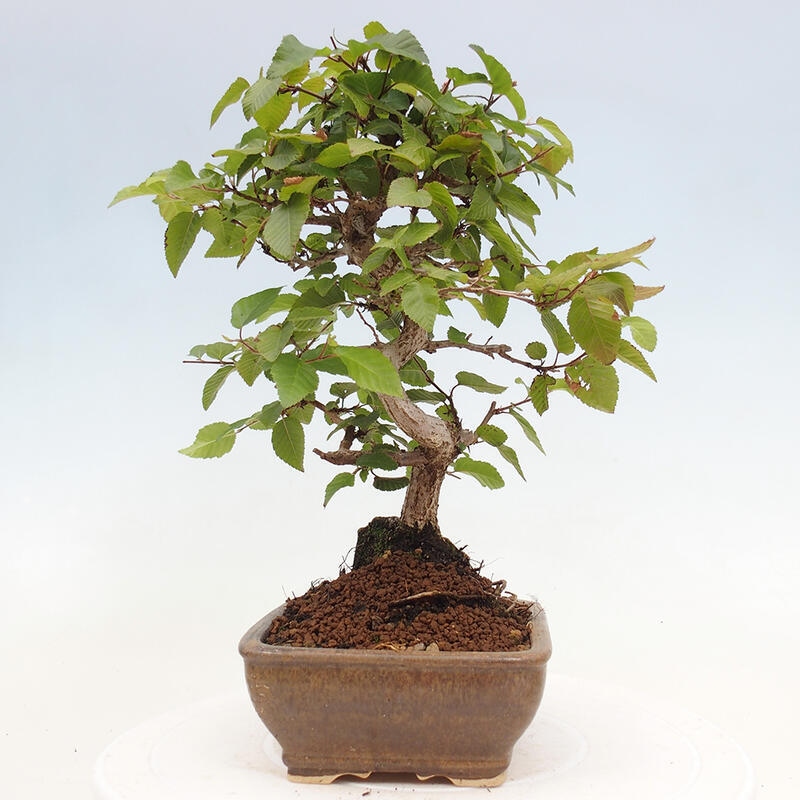 Kültéri bonsai -Carpinus CARPINOIDES - Koreai gyertyánfa